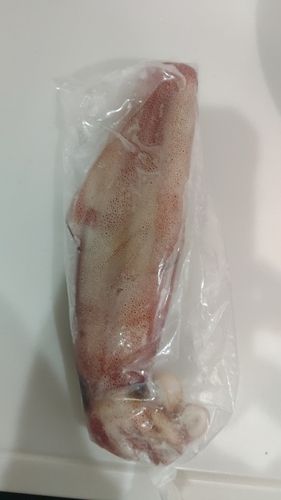 アカイカの釣果
