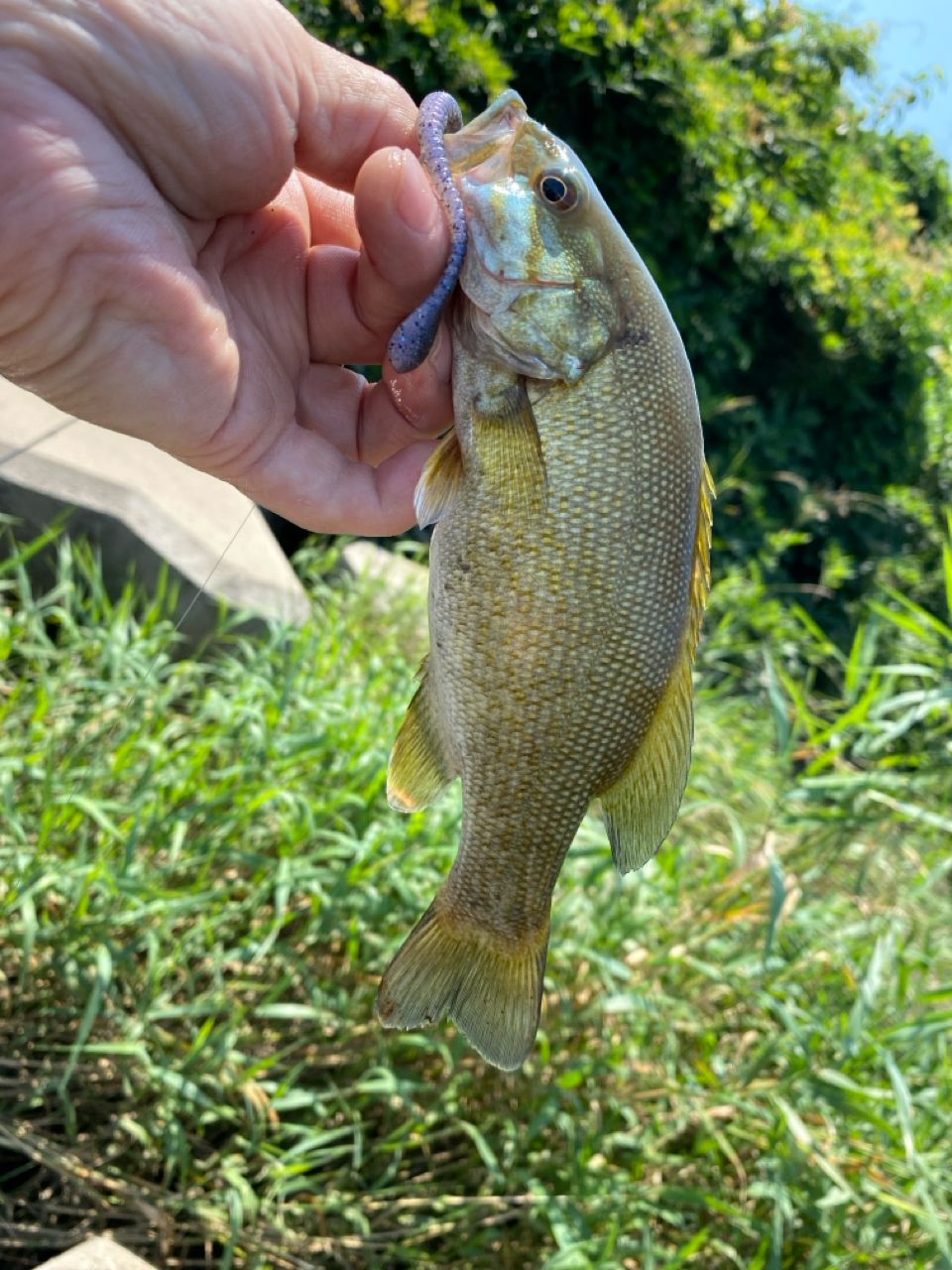 スモールマウスバス