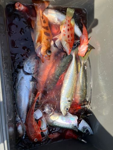 オキメバルの釣果
