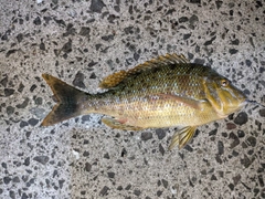 ハマフエフキの釣果