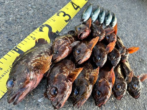 アラカブの釣果