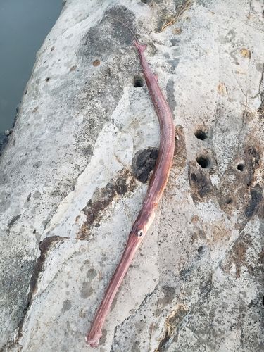 ヤガラの釣果