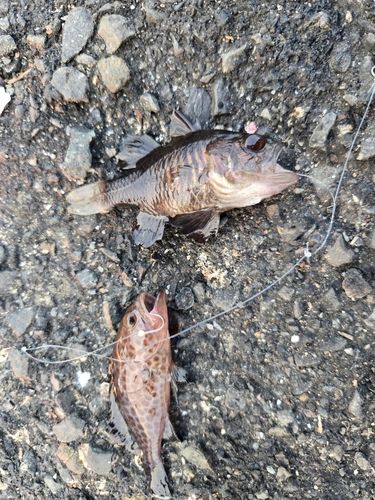 オオモンハタの釣果