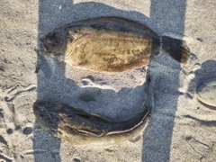 ヒラメの釣果