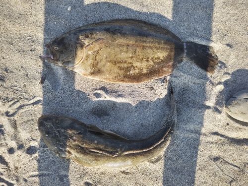 ヒラメの釣果