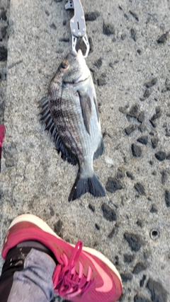 チヌの釣果