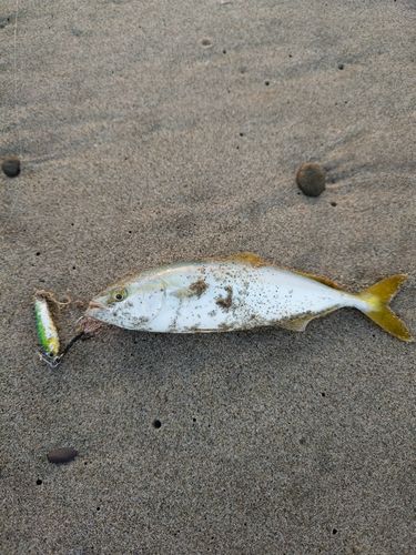ワカシの釣果