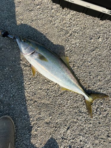 ハマチの釣果