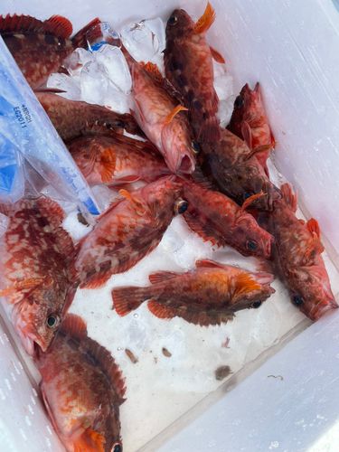 アラカブの釣果
