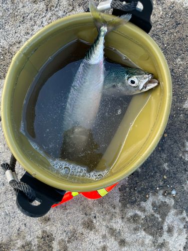 サバの釣果