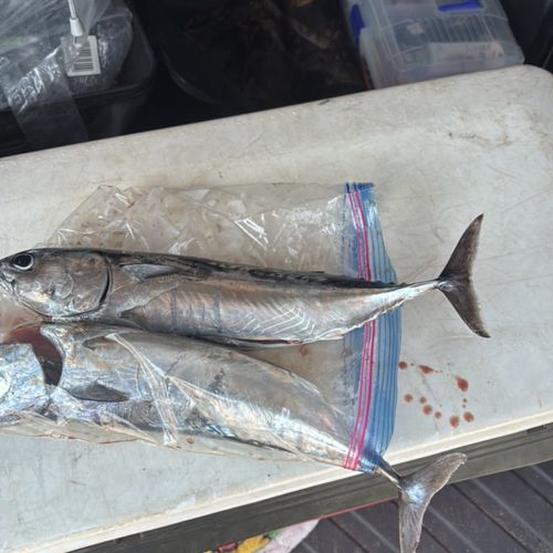 ソウダガツオの釣果