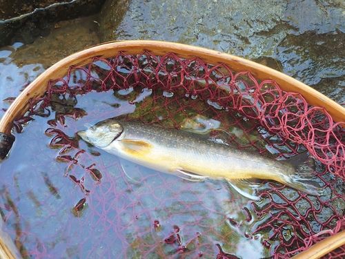 オショロコマの釣果