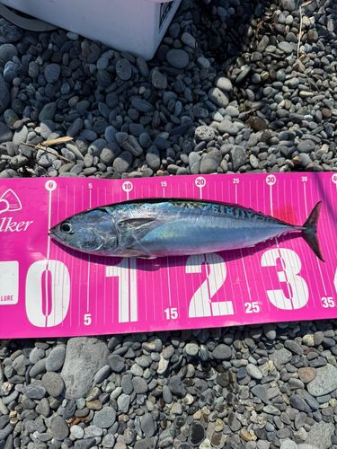 ソウダガツオの釣果