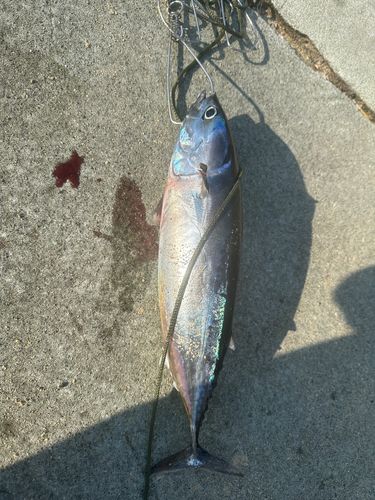 カツオの釣果