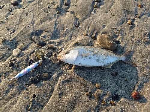 ショゴの釣果