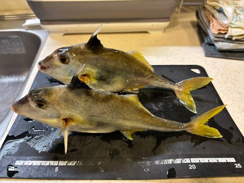 ギマの釣果