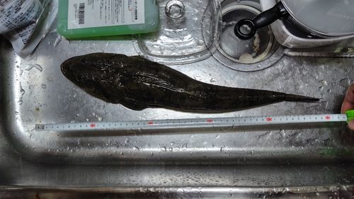 マゴチの釣果