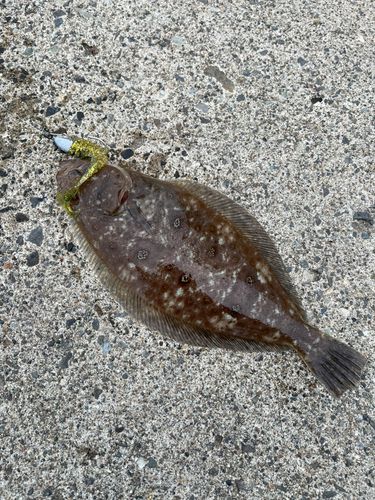 ムシガレイの釣果