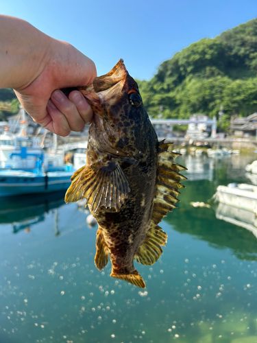 タケノコメバルの釣果