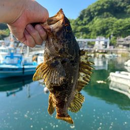 タケノコメバル