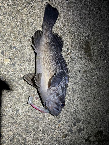 クロソイの釣果