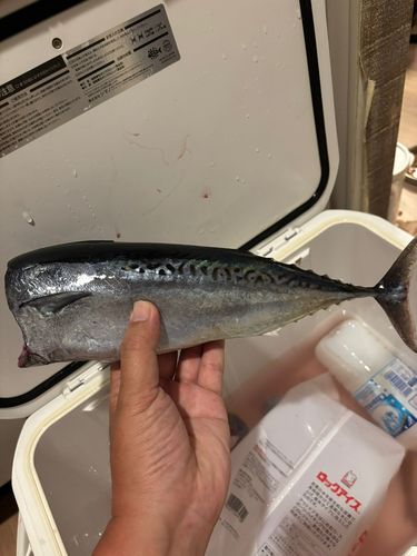 マルソウダの釣果