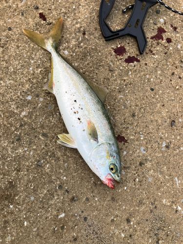 釣果