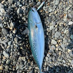 ソウダガツオ