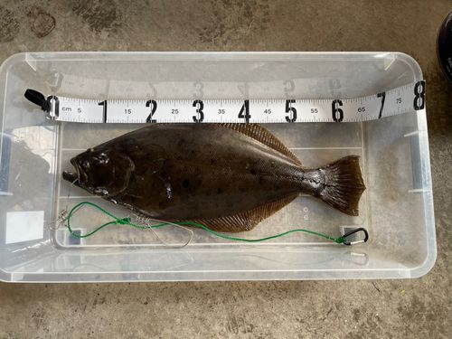ヒラメの釣果