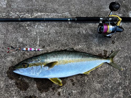 ヒラマサの釣果