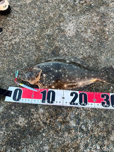 ソゲの釣果
