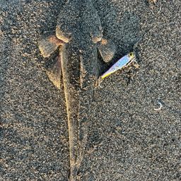コチ