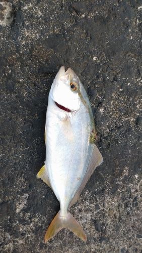 ショゴの釣果