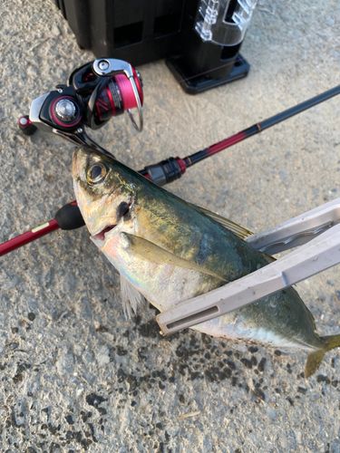 マルアジの釣果