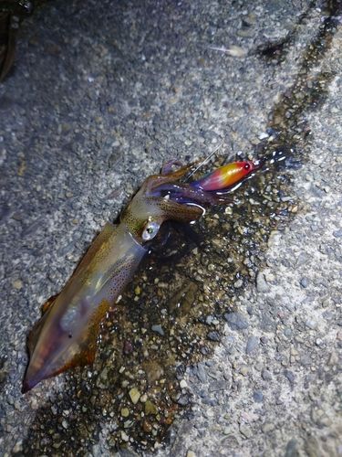ヒイカの釣果
