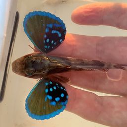 ホウボウ