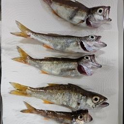クロムツ