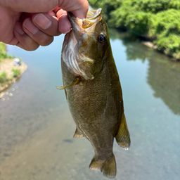 スモールマウスバス