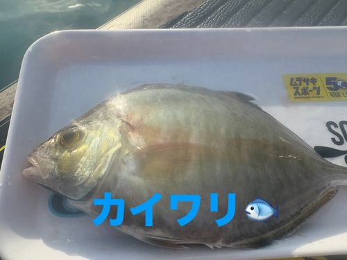 ワカシの釣果