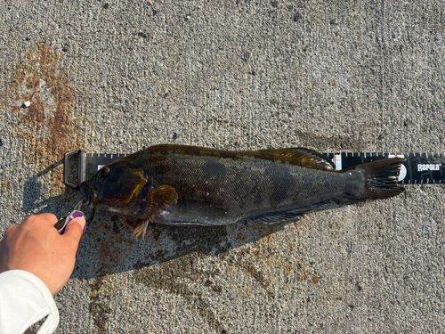 アブラコの釣果