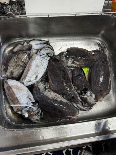 コウイカの釣果