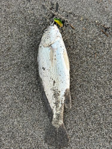 ニベの釣果