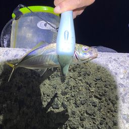 アジ