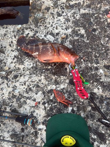 キジハタの釣果