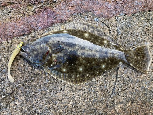 ヒラメの釣果