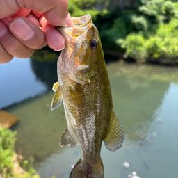 スモールマウスバス