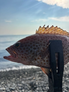 オオモンハタの釣果