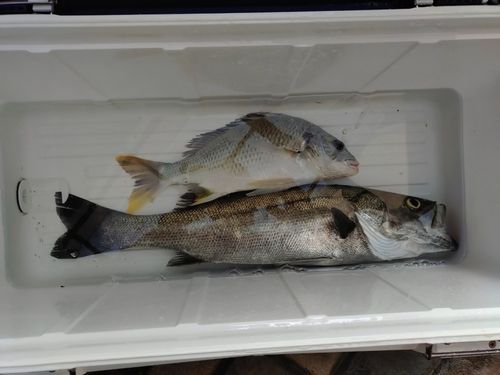 フッコ（マルスズキ）の釣果