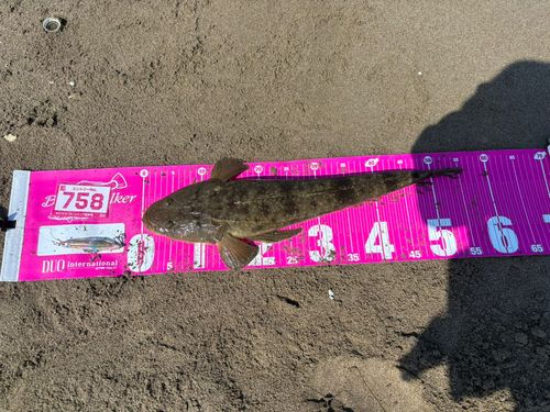 マゴチの釣果
