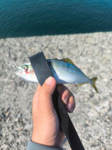 ワカシの釣果